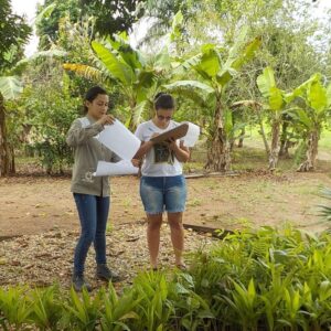 Projeto já distribuiu mais de 1 milhão mudas para recuperação de mil hectares de áreas degradadas em RO