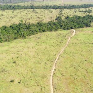 Rioterra launches a project that will reforest 12,000 hectares of degraded areas in the Amazon