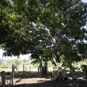 Mais de 5,8 milhões de árvores plantadas em projetos de reflorestamento em Rondônia