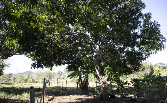 Mais de 5,8 milhões de árvores plantadas em projetos de reflorestamento em Rondônia