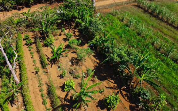 É possível que o desenvolvimento econômico e a conservação ambiental caminhem juntos?