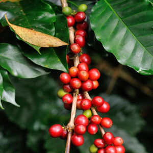 Café clonal é uma das espécies agrícolas utilizadas em ações do Plantar Rondônia