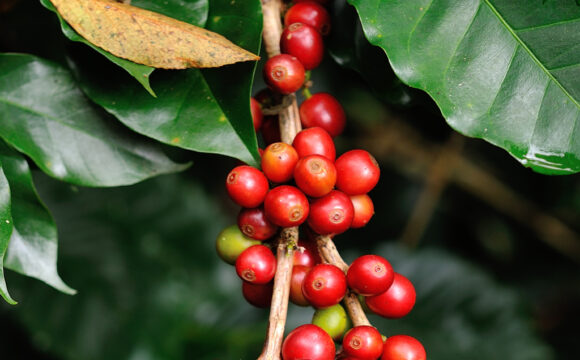 Café clonal é uma das espécies agrícolas utilizadas em ações do Plantar Rondônia