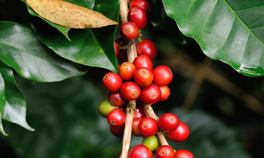 Café clonal é uma das espécies agrícolas utilizadas em ações do Plantar Rondônia